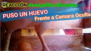 ▶ El esfuerzo que hace una Gallina 🐔 cuando pone 1🥚 | Raza Plymouth Rock White (Bantam)