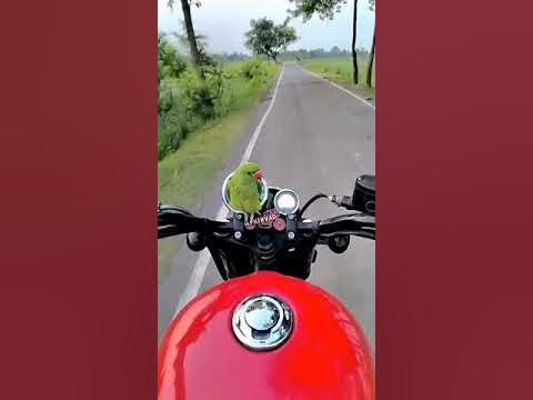 Bullet Riding with Parrot - YouTube