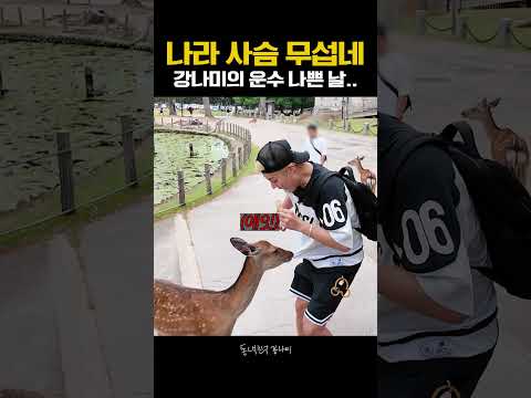 💩 밟고 사슴한테 물리고 난리도 아니야하~↗ thumbnail