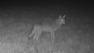 Trail Camera Videos Spring Series April 19, 2024