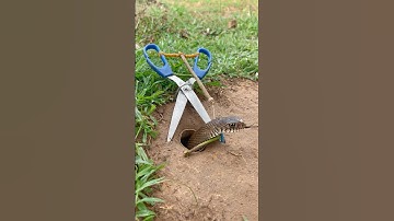 DIY Snake Trap Using Scissors #snake #shortsvideo #camping