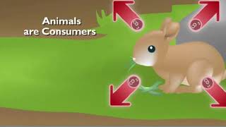 study jams   ECOSYSTEMS Changes In Ecosystems Studyjams Science Scholastic