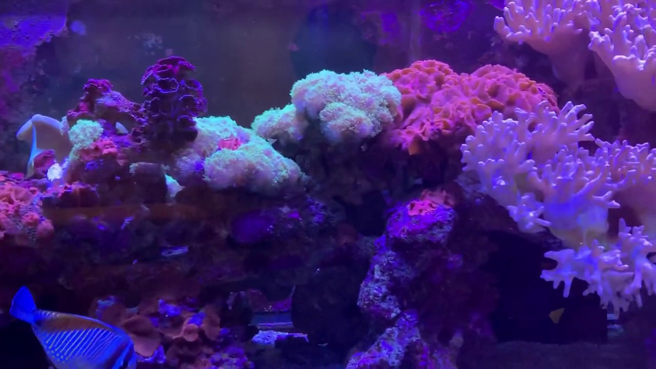 تربية الأسماك البحرية  - الجزء 1