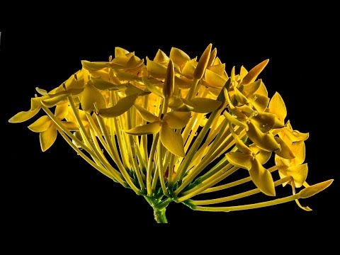 รูป ดอกไม้ สวย ๆ - YouTube