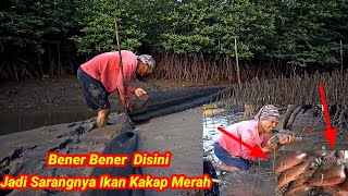 Download Lagu Pasang Perangkap Ikan diSungai Pedalaman Nusakambangan Dapat Banyak Kakap Merah Besar MP3 Download Lagu Pasang Perangkap Ikan diSungai Pedalaman Nusakambangan Dapat Banyak Kakap Merah Besar MP3
