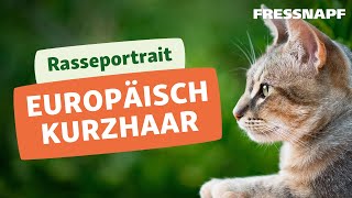 Rasseportrait: Europäisch Kurzhaar Katze