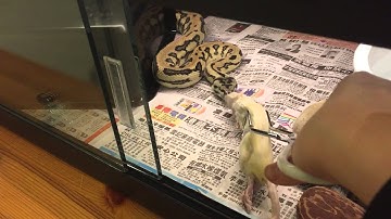 Carpet Python Feeding Video