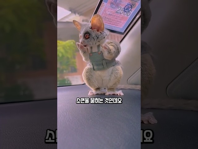 자기 손에 볼일 보는 원숭이