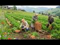Village Garden - Beautiful Villages, the Lives of People Harvesting Pumpkins and Raising Livestock