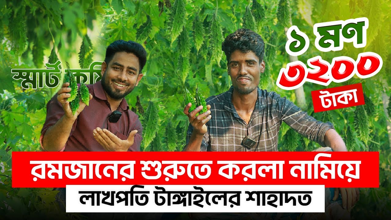 ১ মণ করলা ৩২০০ টাকা ! সবথেকে বেশী চাহিদার লিডার করলা বাজারে তুলে,  এখন বাজারের লিডার শাহাদত |এগ্রো-১
