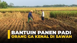 Bantuin Kakek Random Ga Kenal, yang Sedang Panen Padi di Sawah, Tapi Masih Amatiran