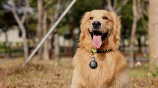 Mini Pet Cat Anti-Lost Portable Tracking Intelligent GPS Locator Finder Tag (iOS Only) screenshot 4