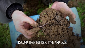 How to count the worms in your soil
