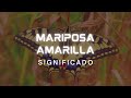 🦋¿Cual es el significado de la mariposa amarilla?🦋