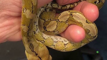 Reticulated Python Hook Training Part 2