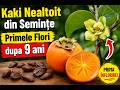 Kaki Nealtoit din Semințe  - Primele Flori dupa 9 ani