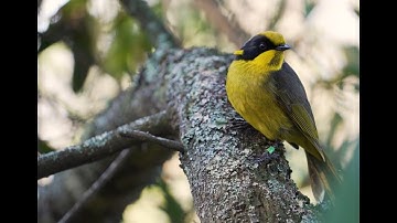 Flight of the Helmeted Honeyeater