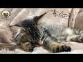 Music for Cats - 10 Hours of Deeply Peaceful Music with Cat Purring Sounds