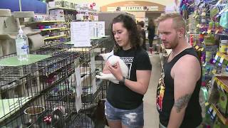 Homeward Bound Cat Adoptions in Las Vegas