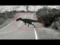 15 dinosaurs caught on camera and seen in real life