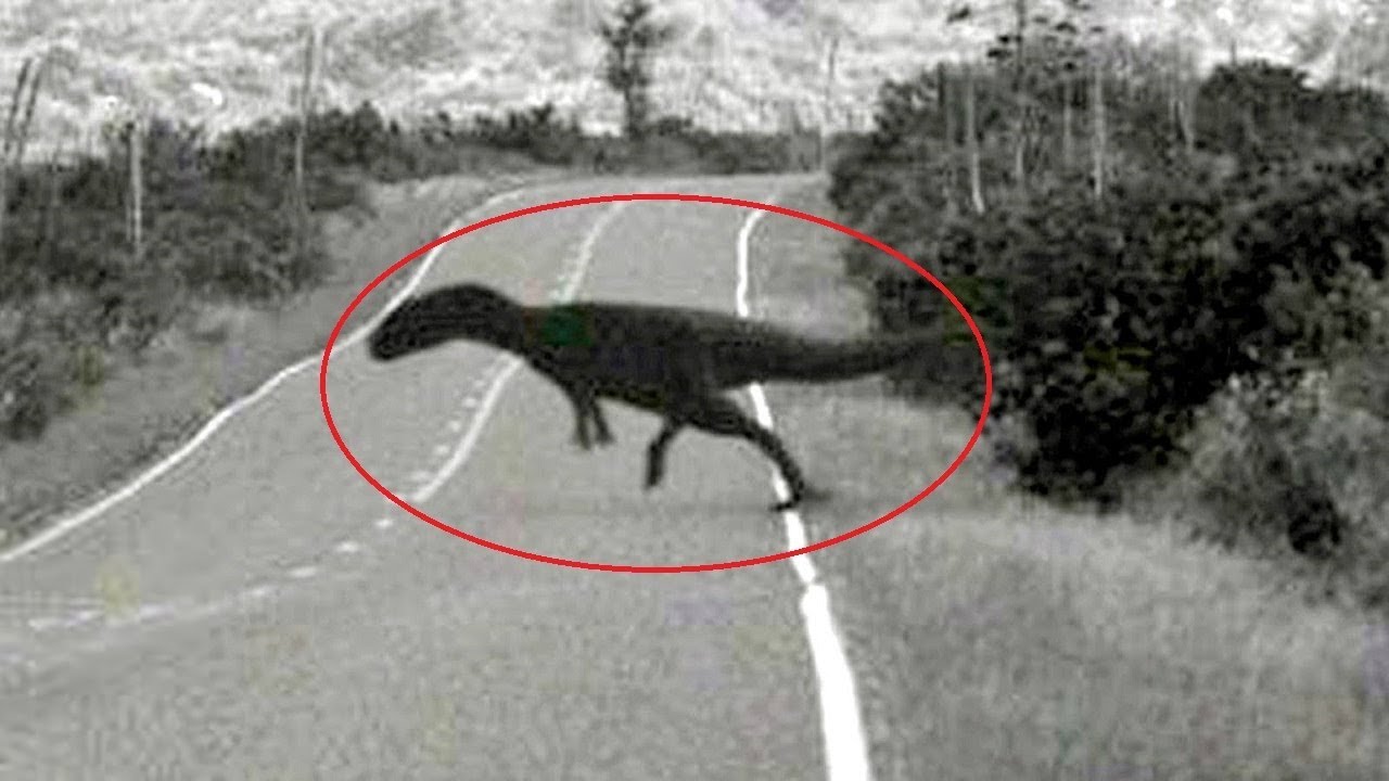 ⁣15 Dinosaurs Caught On Camera And Seen In Real Life