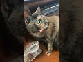 5200 目をつぶって🐱ムギチョコ