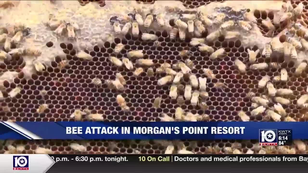 Tree-trimmer, two others attacked by bees at Morgan’s Point Resort, Texas