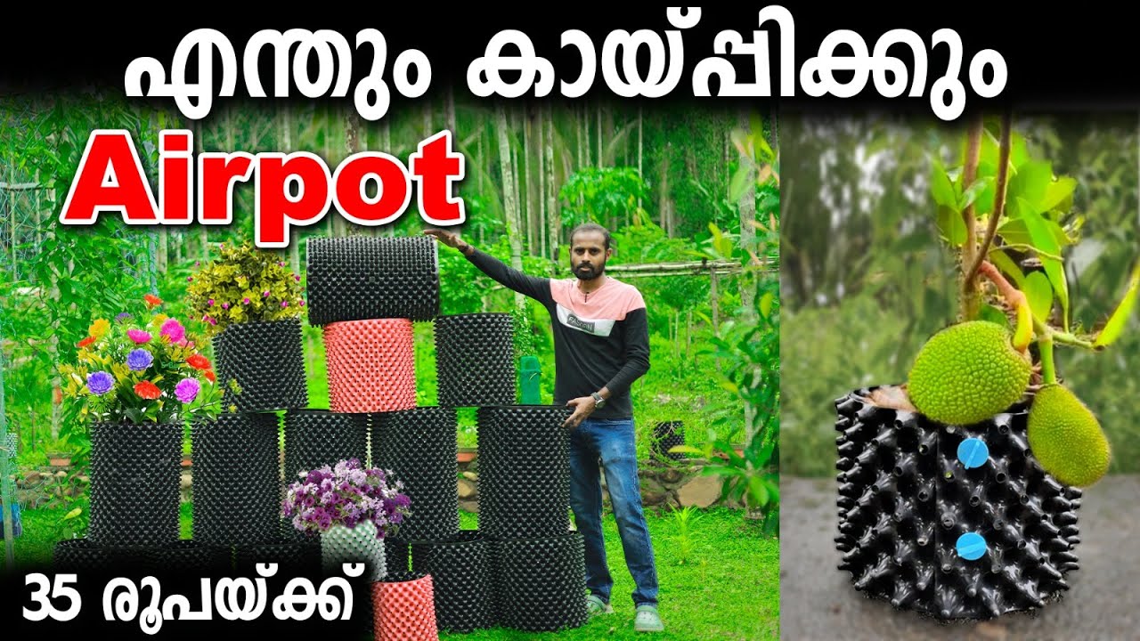 കേട്ടത് സത്യമാണ്. ഇതിൽ നട്ടതൊക്കെ ഇരട്ടി സ്പീഡിൽ കായ്ച്ചു.AirPot ൽ കായ്ച്ചതും തരാം Airpot ഉം തരാം