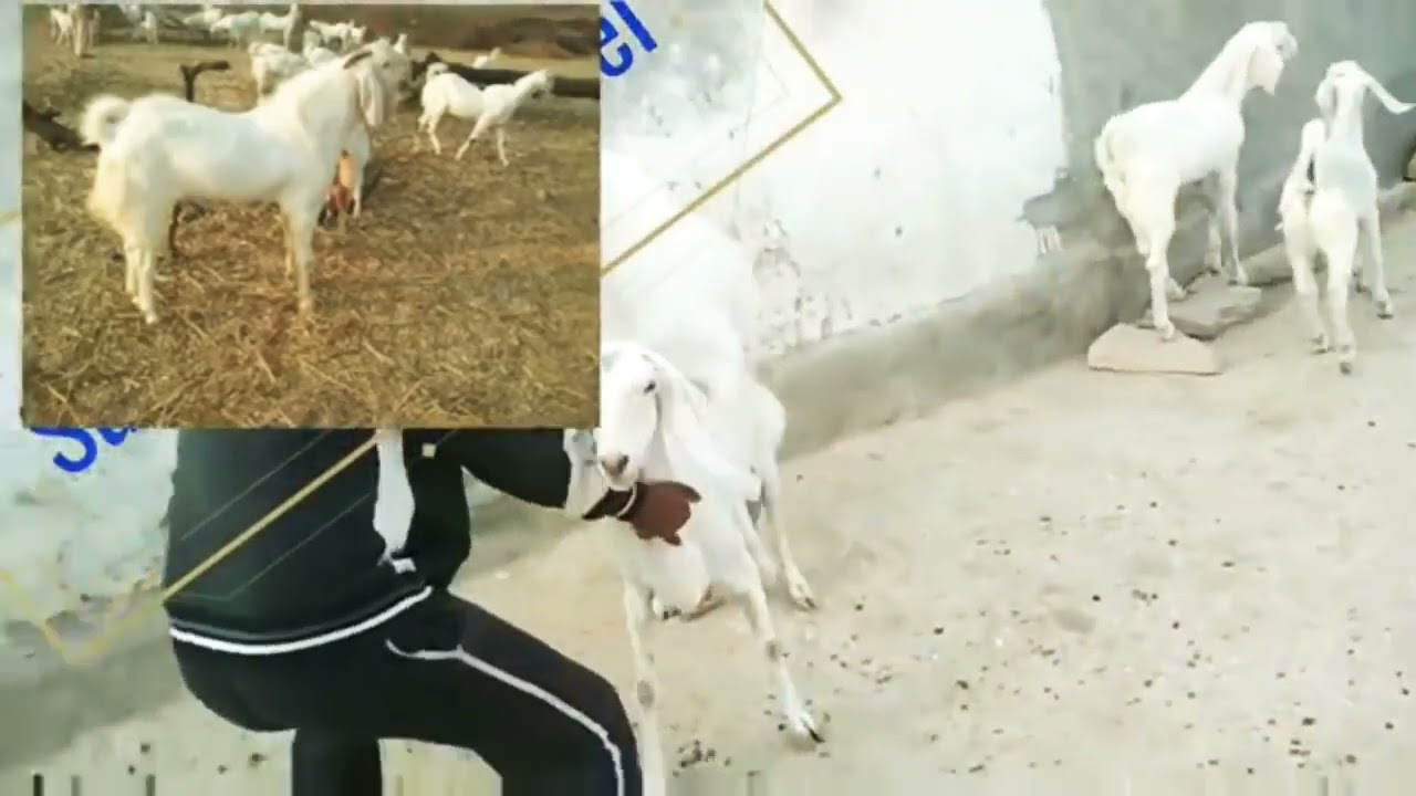 Goat Meeting crossing