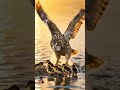 🦆❤️🦉🔥 “She Fought the Sky to Save Her Babies… and Won.”(Dramatic, mysterious, and highly clickable)