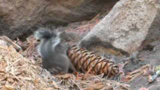 Greedy Squirrel eating a pine cone