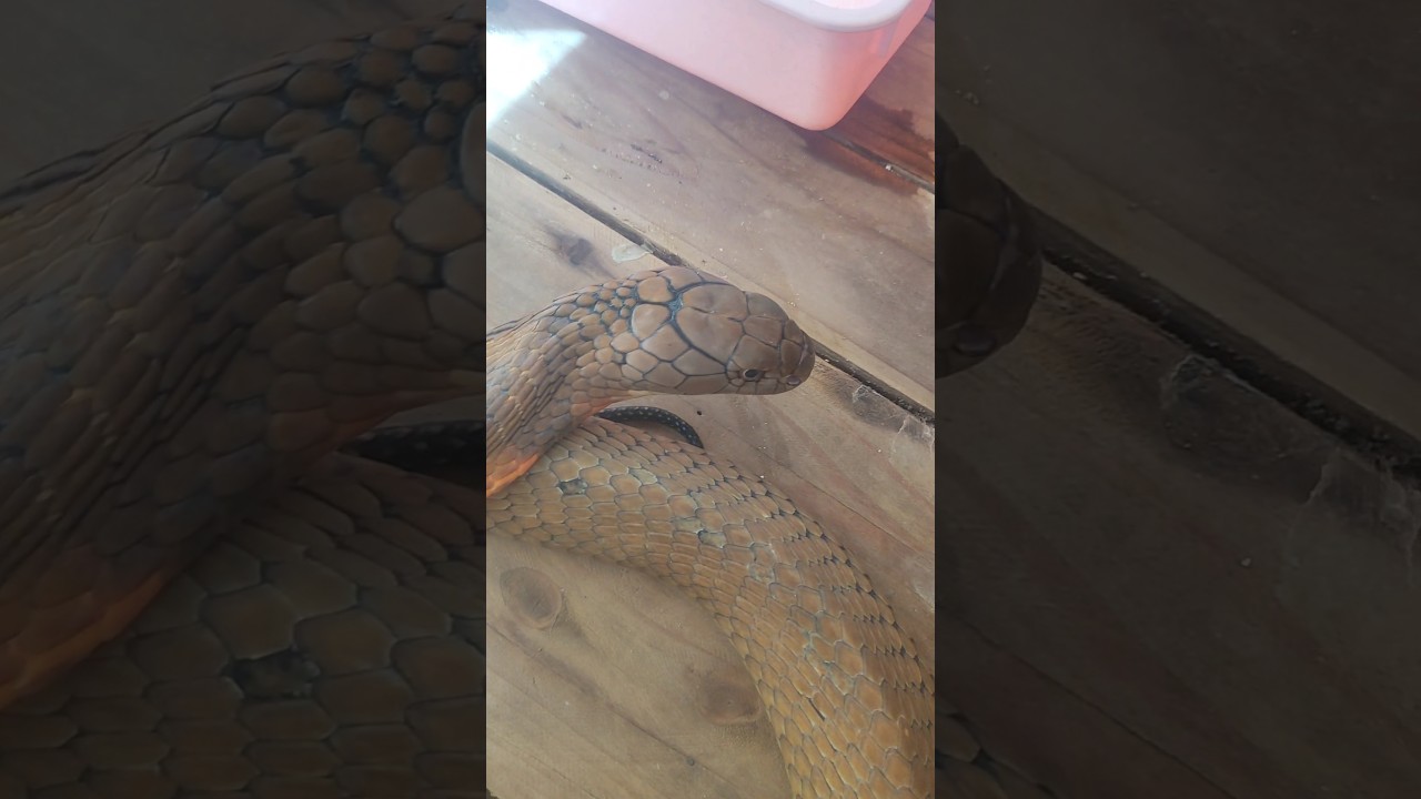 ngelus / petting Gunko si king cobra super red karena menggemaskan 😖 