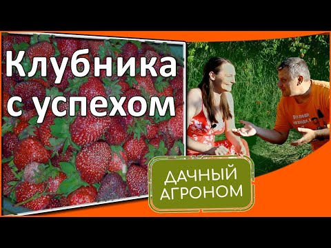 Клубника: как ухаживать с весны до подготовки к зиме