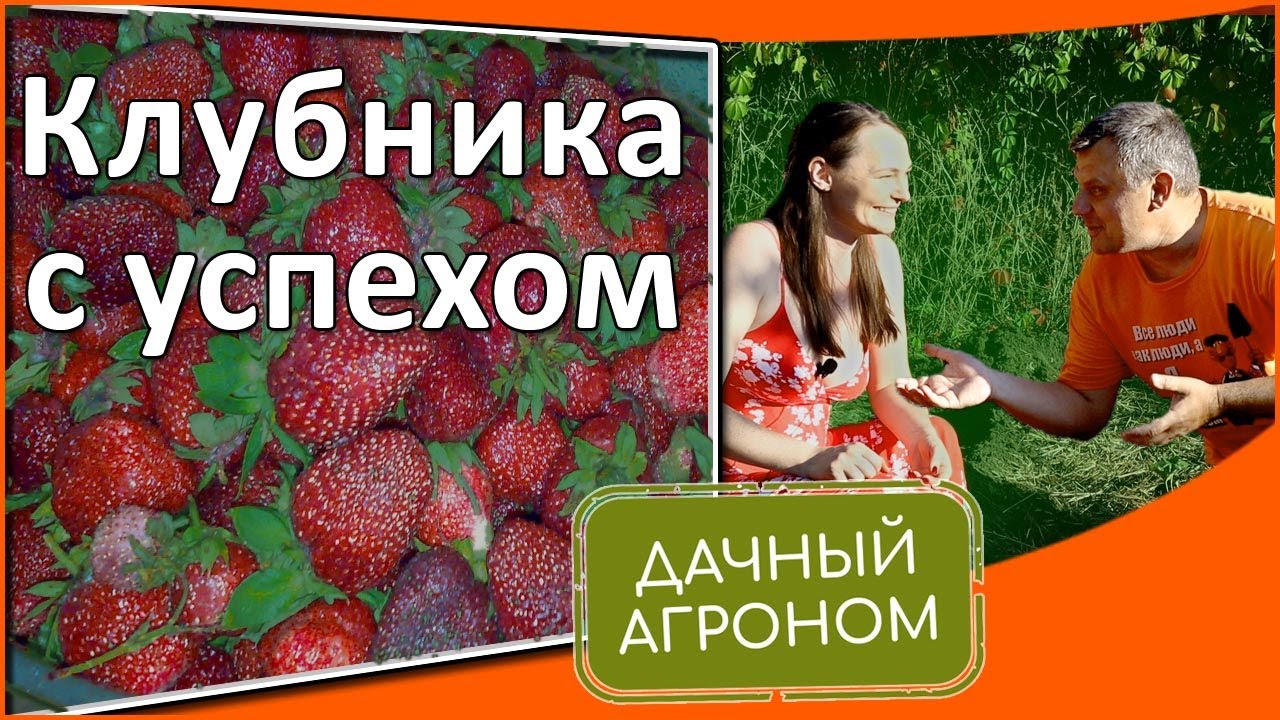 Клубника: как ухаживать с весны до подготовки к зиме