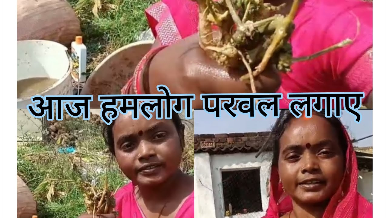 आज हमलोग परवल लगाए #longvideo #youtube #jharkhand 