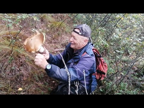 Грибнички подзажрались