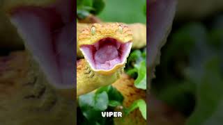 1.Diverse Species 10 Mind-Blowing Facts About Snakes Revealed For Kids