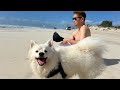 北海道から南半球へ【5〜7話】犬と過ごす係の私