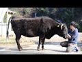 我が家の初代看板牛「たかね」号を出荷しました