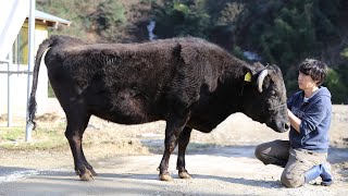 我が家の初代看板牛「たかね」号を出荷しました