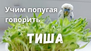 Учим попугая говорить Тиша