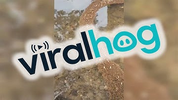 The Great Ant Bridge || ViralHog