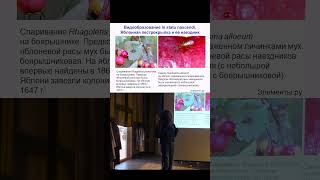 Яблонная пестрокрылка | Михаил Гельфанд — Молекулярная эволюция #наука #shorts