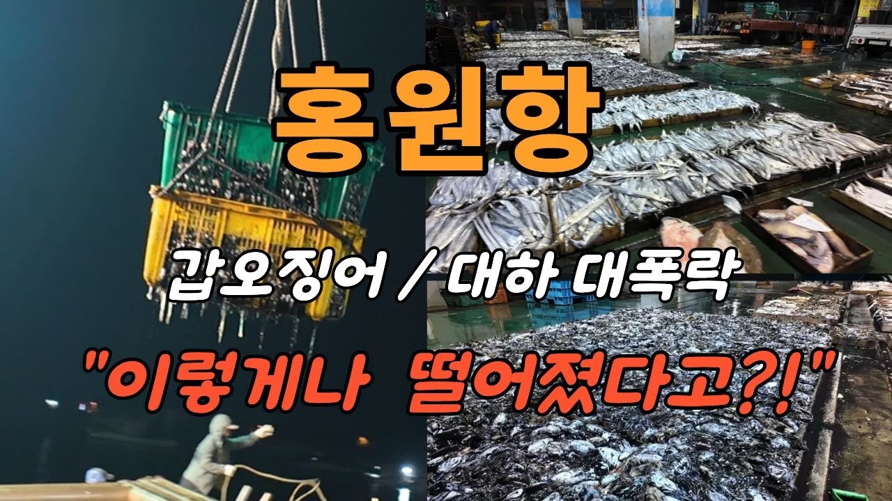 “자연산 대하 가격 8Kg 20만원?! 홍원항 새벽 어선 하역과 첫 경매