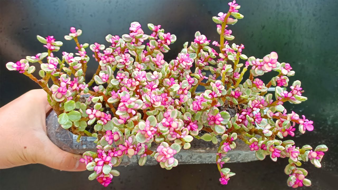 Beautiful novelty plant, unknown name and how to grow, simple