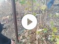 Осенняя посадка черенков винограда в грунт на постоянное место (Autumn planting of grape cuttings)