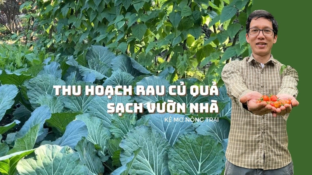 THU HOẠCH RAU CỦ VƯỜN NHÀ – TƯƠI NGON, SẠCH, AN TOÀN - YouTube