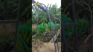 AgroExporta aEx | Primer Cablevia en el Valle Zarumilla - Wilson Reyes.