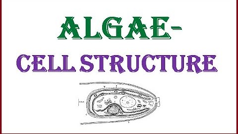 Algae-Cell Structure