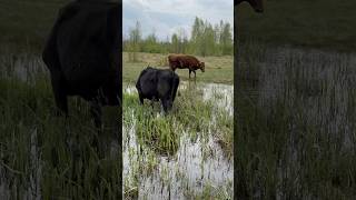 Dangerous Cow Pasture With Crocodiles #Farming #Cows #Cow